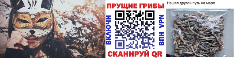как найти закладки Конаково Галлюциногенные грибы Psilocybine cubensis